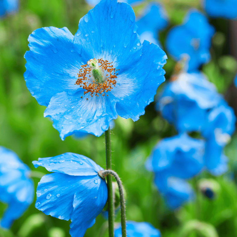 Blue Poppy Meaning Symbolism and Significance Explained