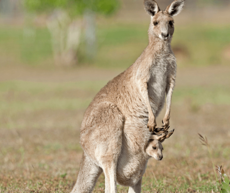 Kangaroo Symbolism Understanding the Spirit Animal