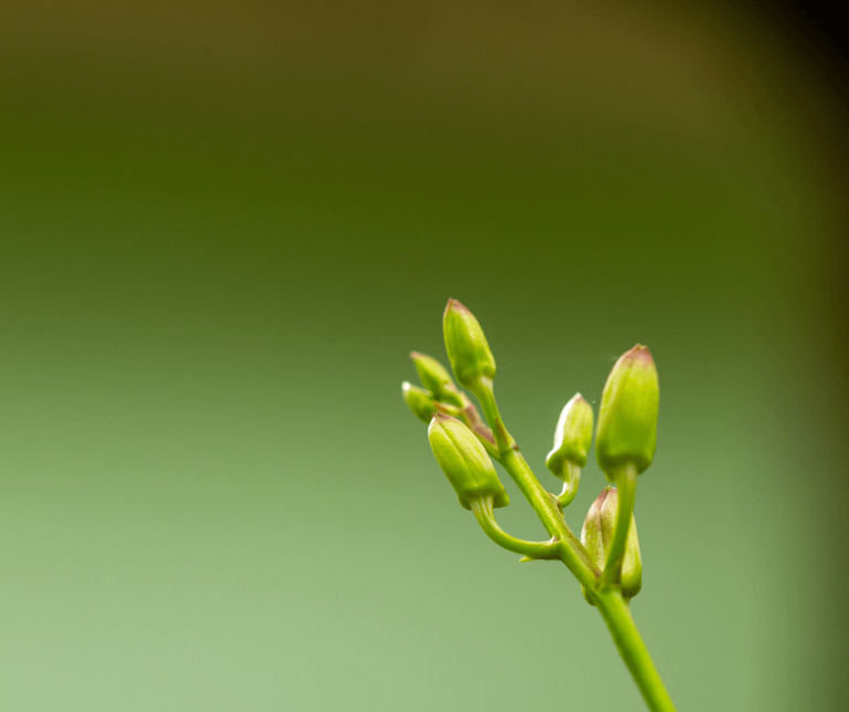 Laurel Leaf Meaning Symbolism And Significance Explained