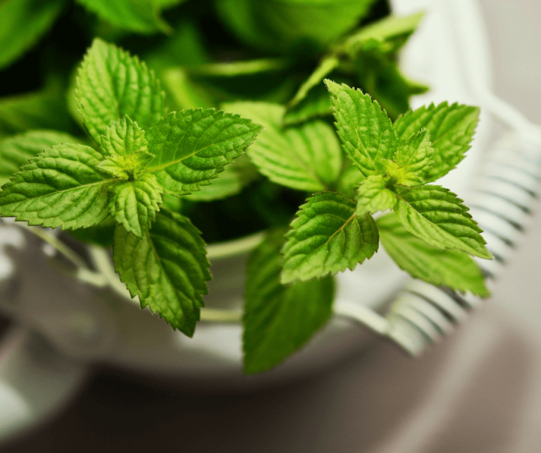 Mint Symbolism Meaning and Significance