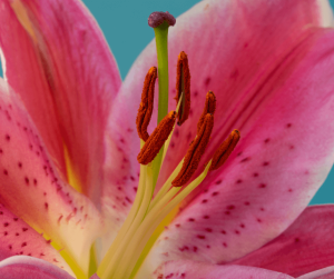 Stargazer Lily Meaning Symbolism: A Comprehensive Guide