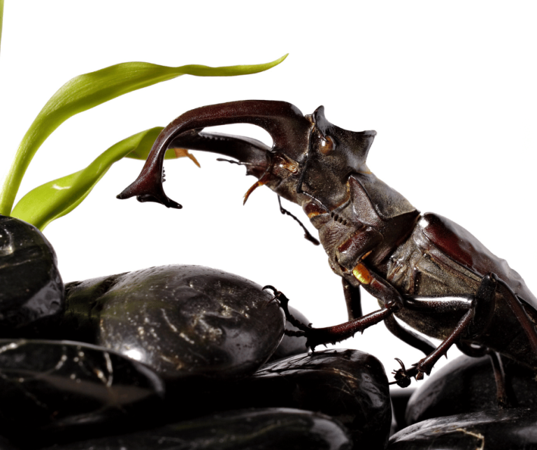 Beetle Symbolism Meaning and Significance in Different Cultures