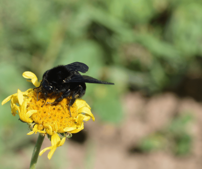 Black Bee Spiritual Meaning and Symbolism: Explained