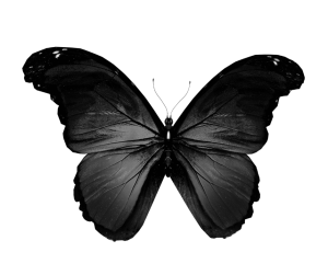 Black Butterfly Spiritual Meaning Symbolism: Comprehensive Guide