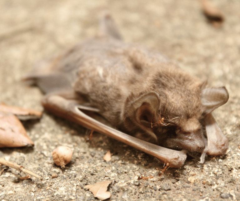 Dead Bat Spiritual Meaning Symbolism Insights and Significance