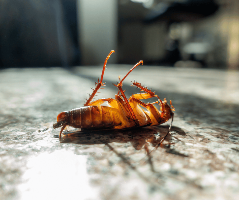 Dead Cockroach Symbolism What It Means and Its Significance