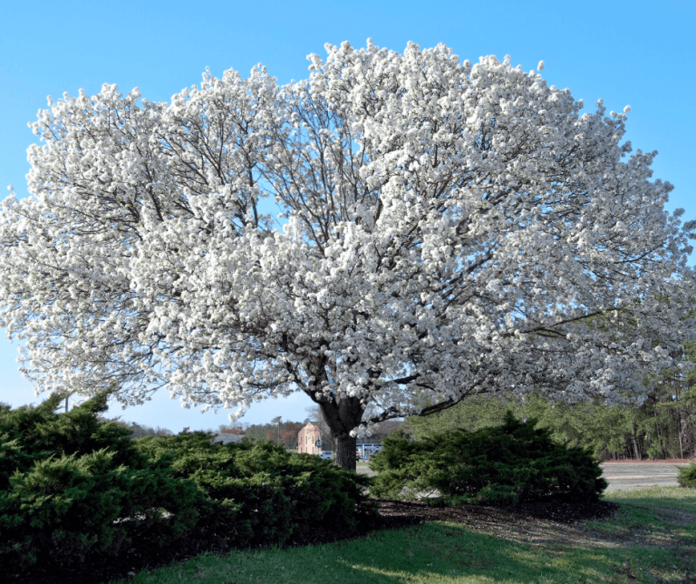 Exploring the Profound Dogwood Tree Meaning and Symbolism