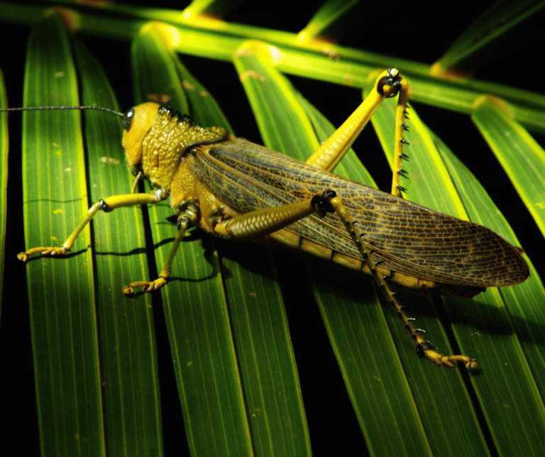 Green Meaning and Symbolism Explained