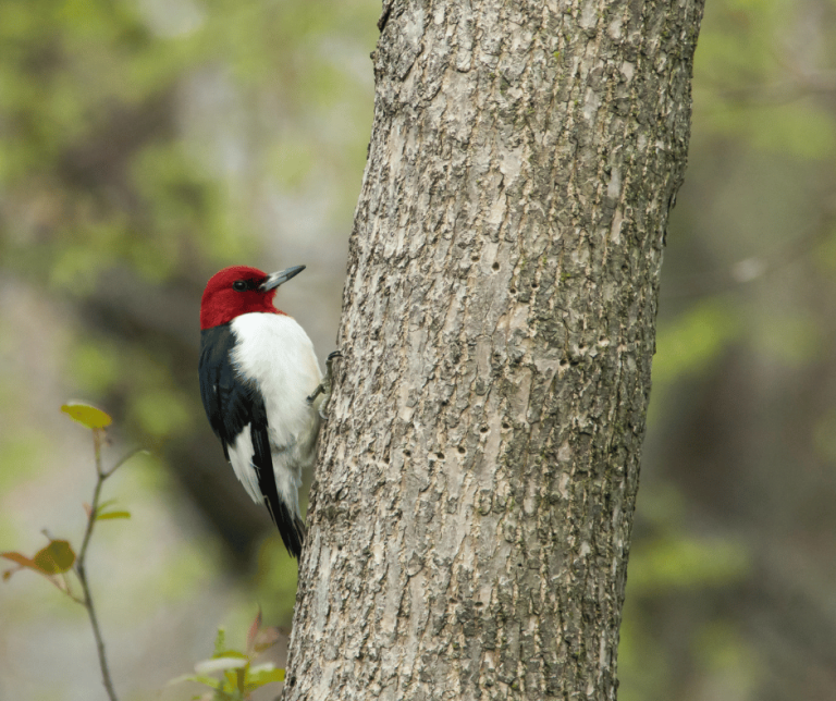 Red Headed Woodpecker Symbolism: Meaning and Significance