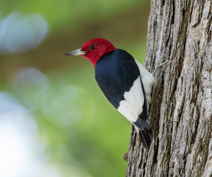 Red Headed Woodpecker Symbolism: Meaning and Significance