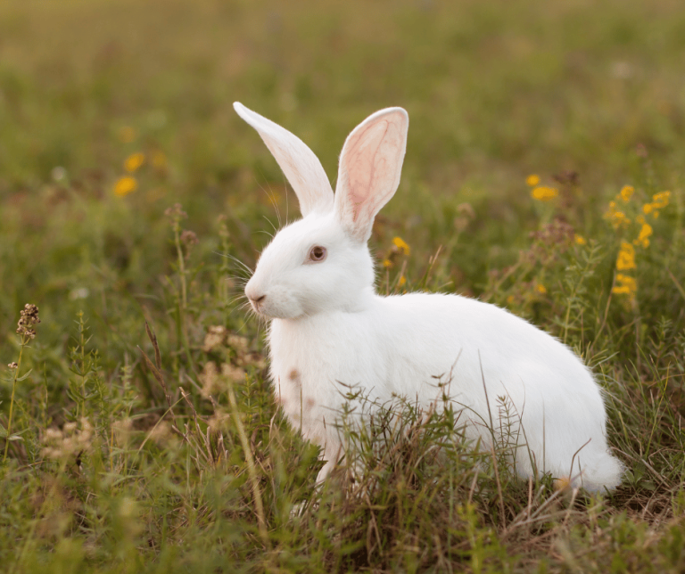 White Rabbit Spiritual Meaning and Symbolism Explained