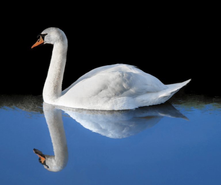 White Swan Spiritual Meaning and Symbolism Explained