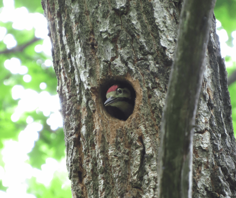 Unveiling Woodpecker Symbolism: Meanings and Cultural Insights