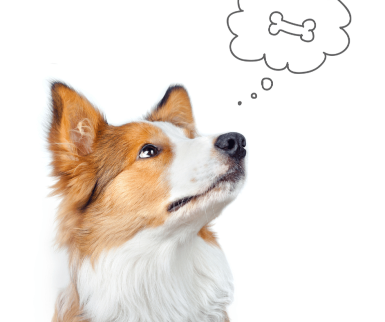 Dream of Dog Dying Interpretation and Meaning