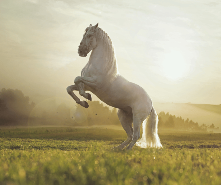 Dream of White Horse Symbolism and Interpretation