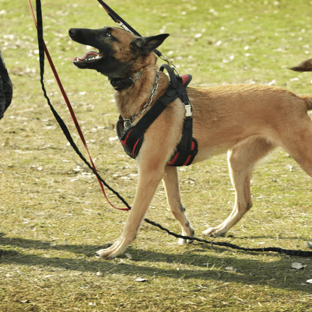 Dream of Dog Biting and Not Letting Go What It Means