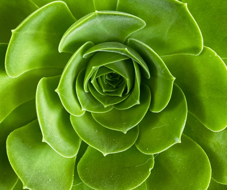 Green Carnation Flower Meaning Symbolism and Significance