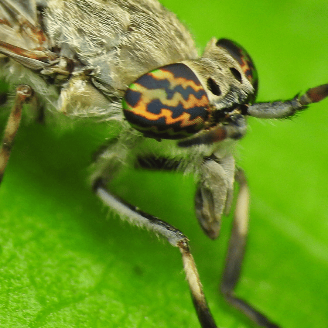 Horsefly Spiritual Meaning and Symbolism