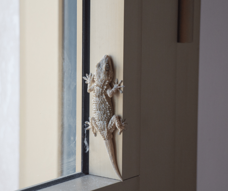 Lizard in House Meaning Understanding the Symbolism