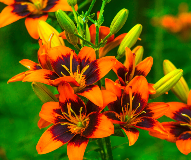 Orange Lilies Meaning Symbolism and Significance Explained