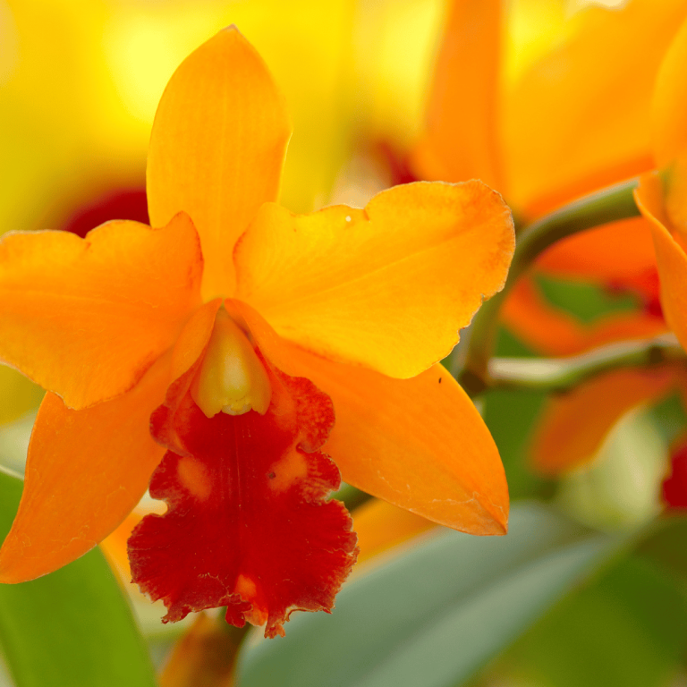 Orange Orchid Flower: Meaning and Symbolism Explained