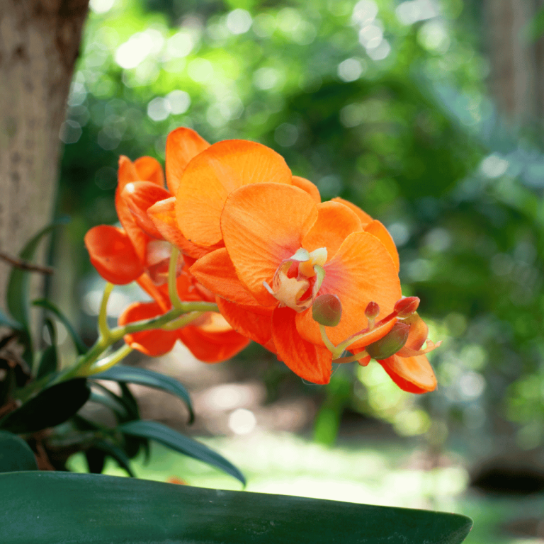 Orange Orchid Flower Meaning and Symbolism Explained