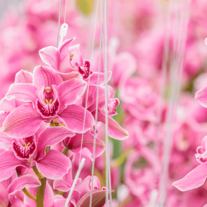 Pink Orchid Meaning and Symbolism: Understanding the Significance