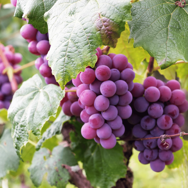 Symbolism of Grapes Meaning & Significance in Different Cultures
