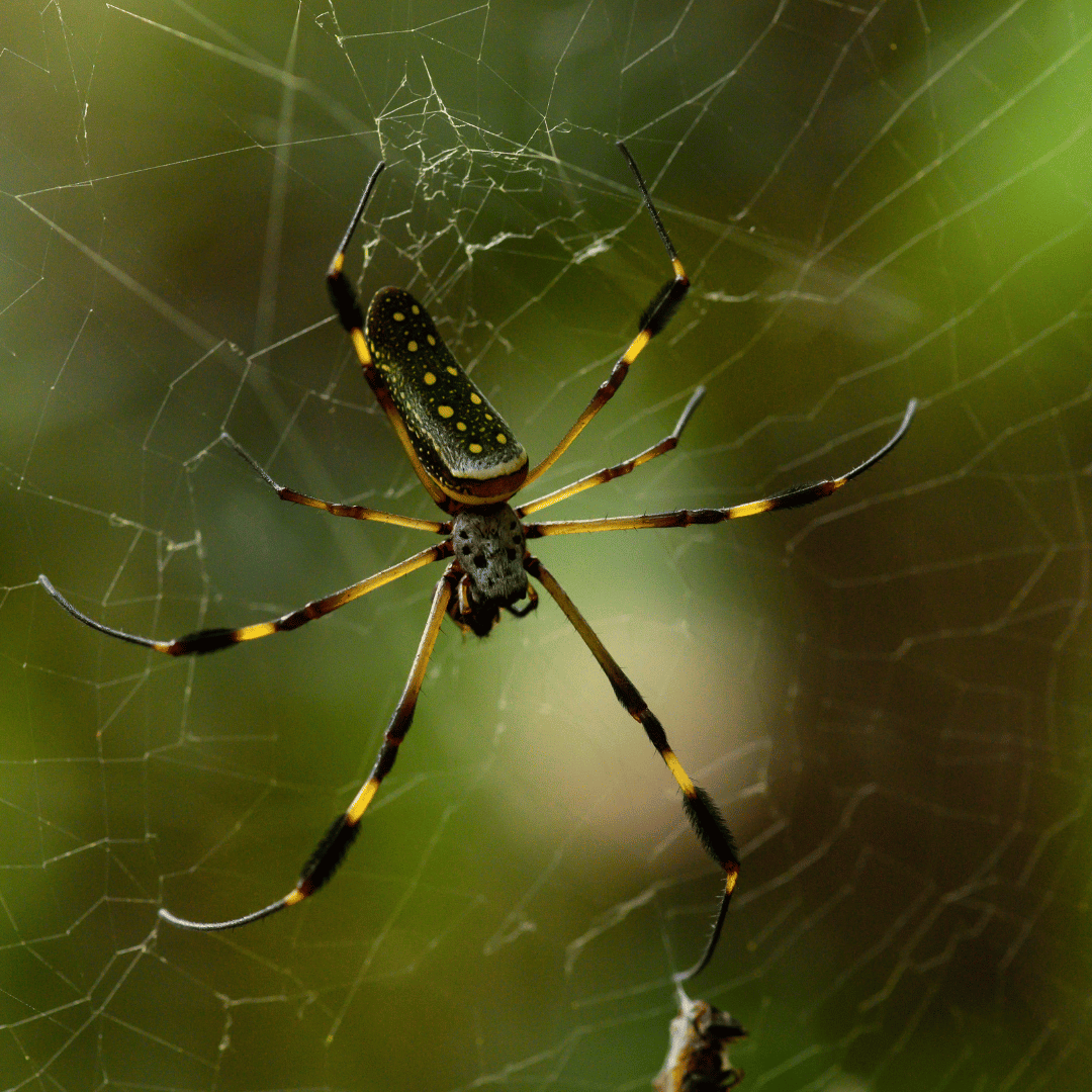 Symbolism of Spiders Meaning and Interpretation