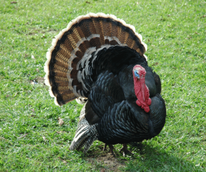 Turkey Feather Meaning: Symbolism and Significance Explained