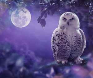 night owl значение