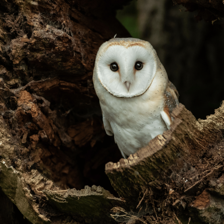 Barn Owl Meanings Symbolism and Significance Explained