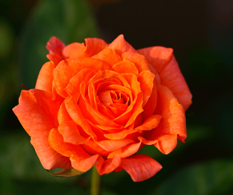 Flowers That Symbolize New Beginnings A Comprehensive Guide