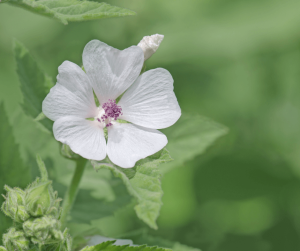 Discover the Top Flowers That Symbolize Peace in Culture