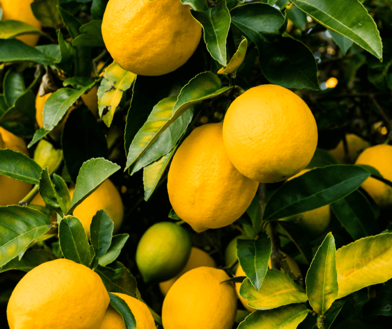 Lemon Tree Symbolism Meaning and Significance Explained