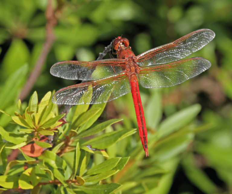 Red Dragonfly Meaning Symbolism Exploring Its Mystical Aspects
