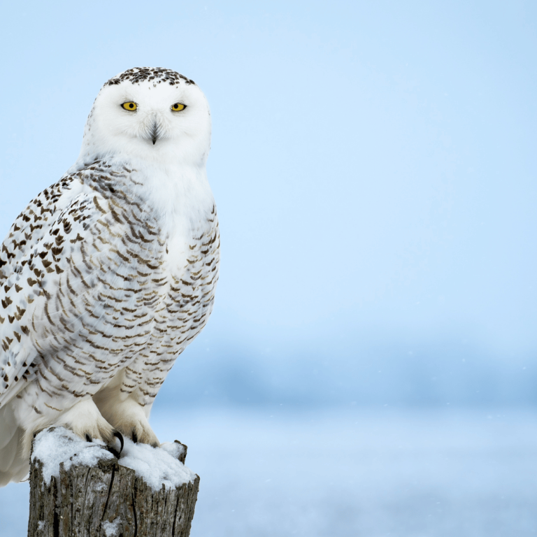Snowy White Owl Symbolism Meanings Explained and Analyzed