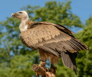 Vulture Symbolism: Meaning and Significance in Different Cultures