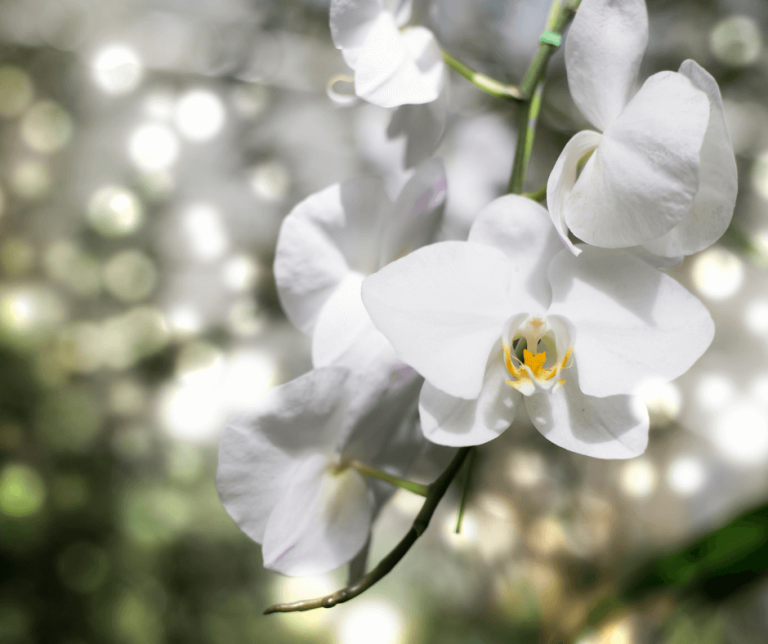 White Orchid Meaning Symbolism Understanding the Significance