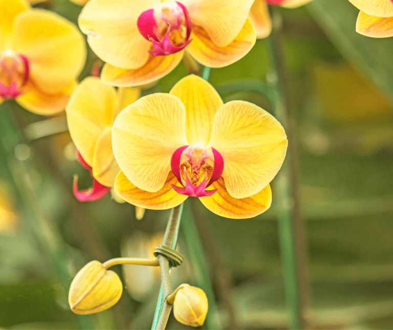 Yellow Orchid Meaning And Symbolism Significance Explained