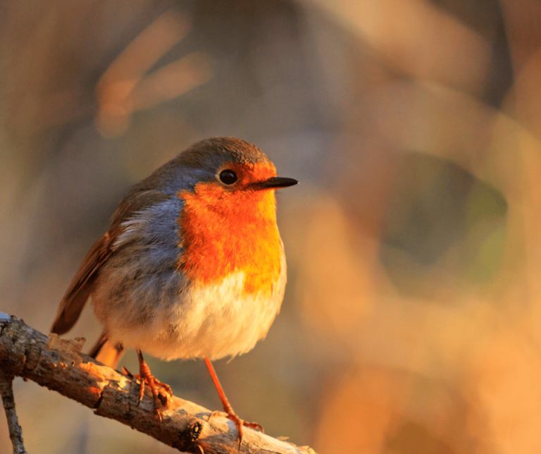 Animal Symbolism: Understanding the Meaning Behind the Creatures