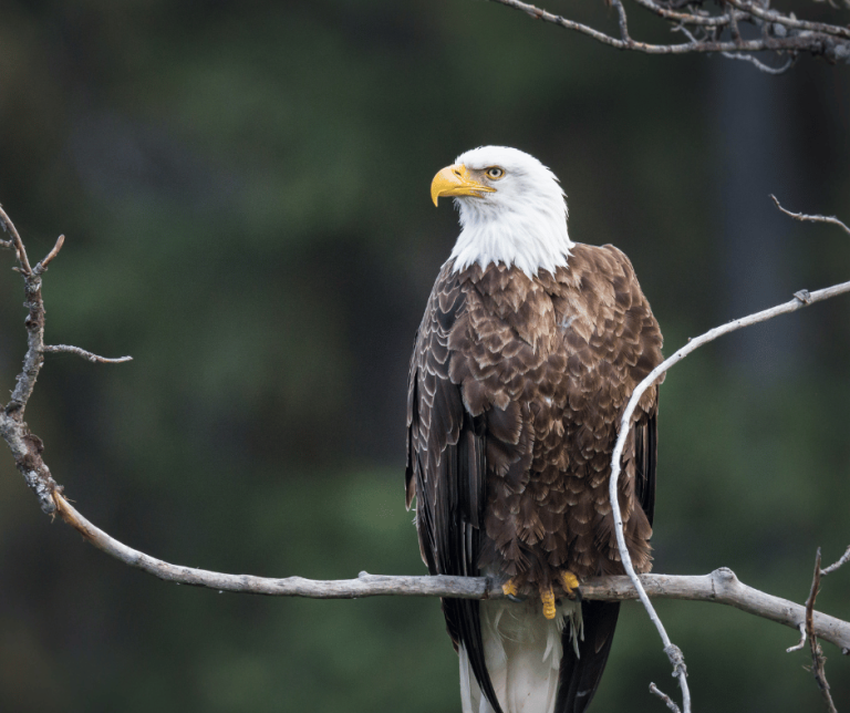 Bald Eagle Symbolism Bald Eagle Spiritual Meaning 6 Messages From Bald Eagle Symbolism Bald Eagle Spiritual Meaning 6 Messages From