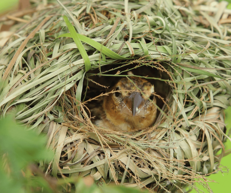 Bird Nest Symbolism Meanings and Significance Explained