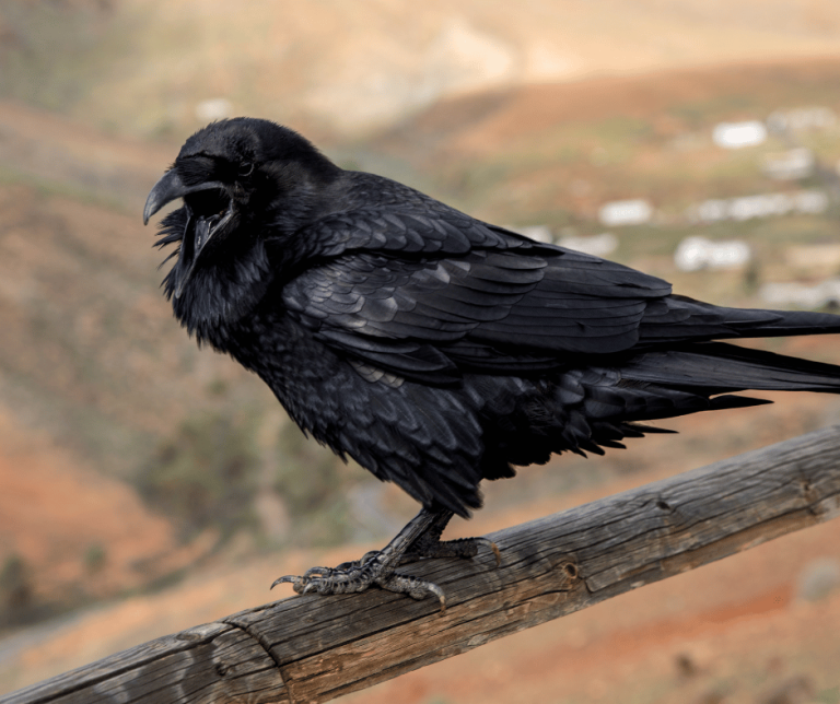 Black Raven Spiritual Meaning and Symbolism: Explained