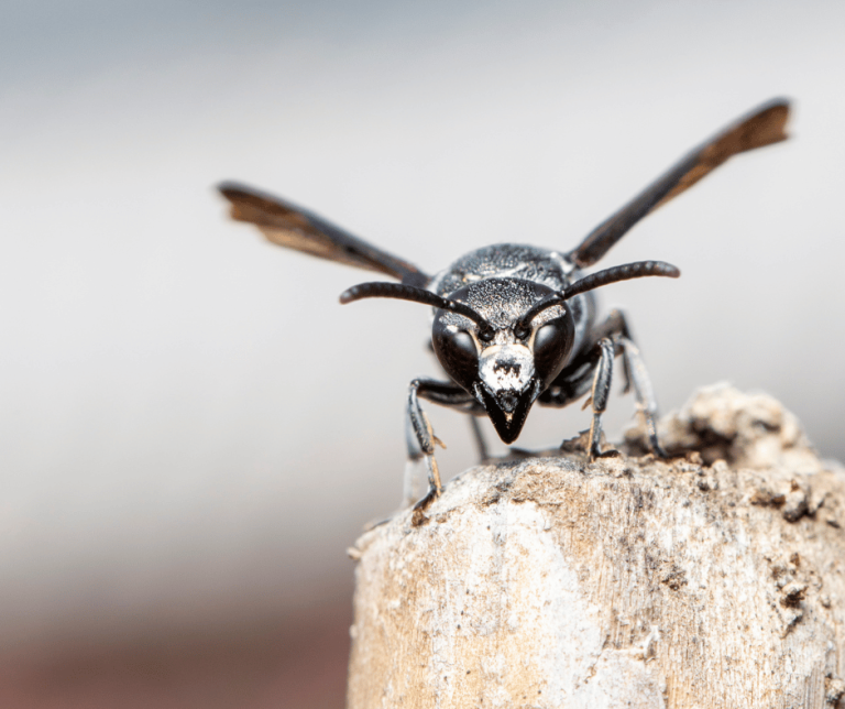 Black Wasp Symbolism Spiritual Meaning and Significance