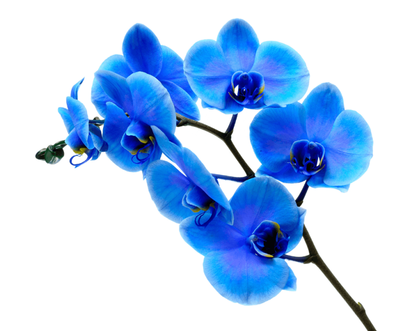Blue Orchid Flower Meaning Symbolism Explained