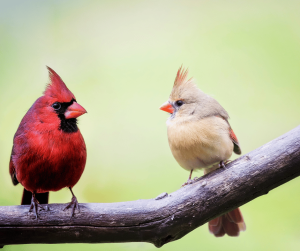 Decoding Cardinal Symbolism and Meanings: Insights Explained