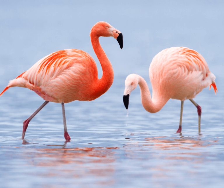 Symbolism of Flamingos: What Do These Pink Birds Represent?