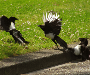 Macpie Sign Magpie Symbolism: Meaning and Significance in Different Cultures