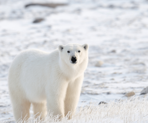 Polar Bear Spirit Animal Symbolism: Meaning and Significance